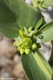 Image result for Vincetoxicum conspicuum