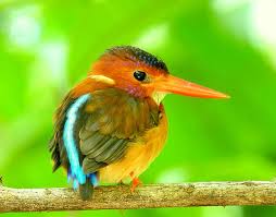 See more ideas about kingfisher, species, birds. Sulawesi Dwarf Kingfisher Bird Photo Call And Song Ceyx Fallax Dacelo Fallax