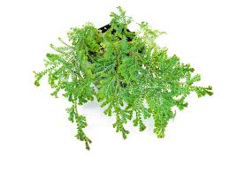 Image result for Selaginella mittenii