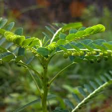 Image result for Phyllanthus amarus