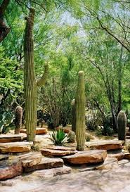 Saguaro cactus thrives in a location that gets plenty of full sun exposure. 180 Cactus Ideas Cactus Cacti And Succulents Succulents