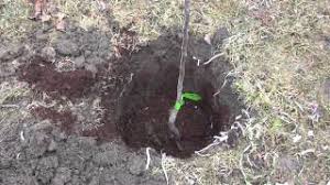 We did not find results for: How To Plant Bare Root Fruit Trees With Ease Youtube