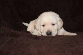 English lab puppies available for sale in wisconsin. Fox Red Labrador Puppies For Sale Michigan
