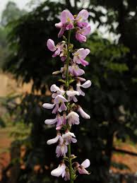 Image result for Millettia eetveldeana