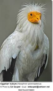 Flying up to 640 km per day, it can travel 5000 km when migrating between its european breeding sites and its wintering grounds at. Egyptian Vultures Beauty Of Birds