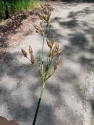 Image result for Vahlia dichotoma