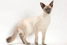 Balinese Cat Breeds - Cats In Care