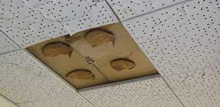 Some asbestos ceiling tiles may be labeled. Asbestos In Schools A Guide For Parents Administrators