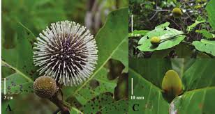 Image result for Ixora longipedunculata