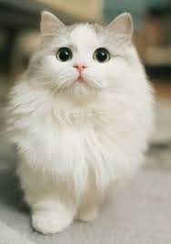 pin by animals on munchkin cat cute baby cats cute animals baby cats