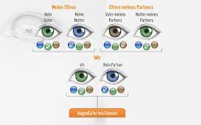 Augenfarbenrechner Welche Augenfarbe Bekommt Mein Baby