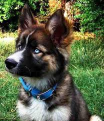 Black And White German Shepherd With Blue Eyes German Shepherd Husky Mix I Love The Husky Blue Eyes Animals Cute Animals Cute Dogs