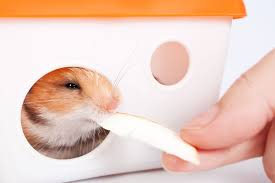 Can cats eat raw fish? Hamster Food List Feeding Your Hamster Hamsters Guide Omlet Uk