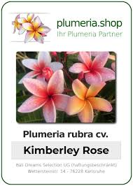 We did not find results for: Plumeria Rubra Kimberly Rose Plumeria Shop Ihr Partner Fur Qualitativ Hochwertige Pflanzen Und Zubehor