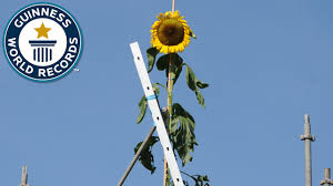 One of the world's biggest flowering plants, as believed by many researchers, is also the first flowering plant on earth. Tallest Sunflower Guinness World Records Youtube