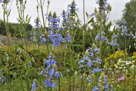 Image result for Lobelia uliginosa