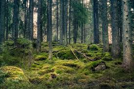Jupiterimages/photos.com/getty images as pine trees age, they deposit bark and pine needles over their soil around the base of the tree. Do Evergreens Change The Ph Balance Of Your Soil Trees Unlimited