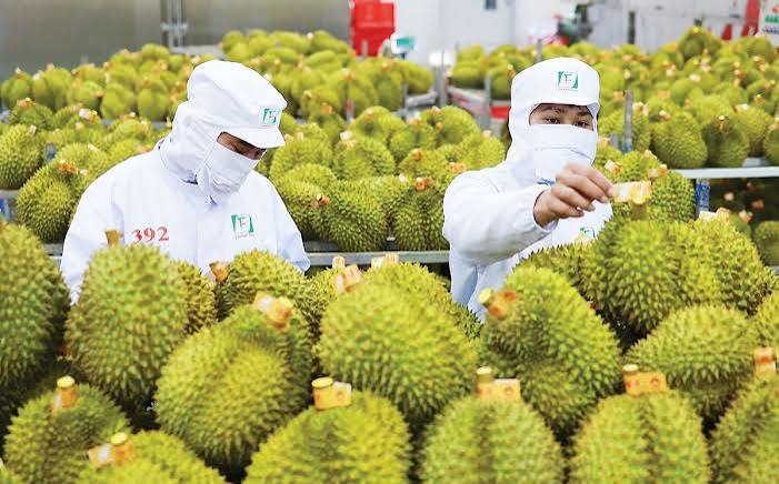 Sầu riêng xuất khẩu từ TP HCM sang Trung Quốc