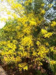 All flower names hindi and english list. à®• à®© à®± à®¤à®® à®´ à®µ à®• à®• à®ª à®ª à®Ÿ à®¯