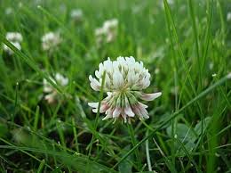 Image result for Trifolium baccarinii