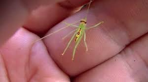 Cute Baby Grasshopper Youtube
