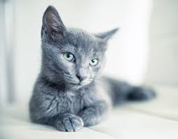 Curious about your cat's behavior? If Your Cat Does This Strange Thing Don T Ignore It