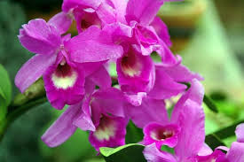 Also known in some circles as mick jagger's lips. Beautiful Flowers In Costa Rica Photo Gallery Go Visit Costa Rica