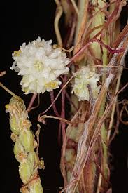 Image result for Cuscuta planiflora