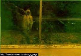 Pengen tau selengkapnya jenis dan gambar burung yang sudah populer? Koleksi Gambar Hantu Yang Real Carigold Forum