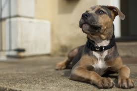 These dogs can grow to stand 25 inches at the shoulder weighing in at up to 75 pounds. Der Komplette Rottweiler Pitbull Mix Guide Ein Energetischer Wachter Perfekte Hunderassen Rassen