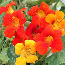 Tropical other plant seeds & bulbs. Nasturtium Seeds Alaska Mix Mckenzie Seeds