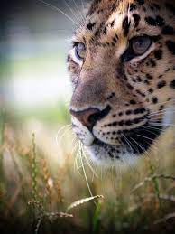 Adventurous Examples Of Wildlife Photography 12 Big Cats Pics Wildlife Photography Big Cats Animals Wild