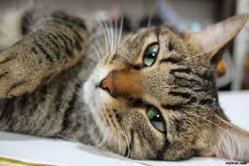 We love that natural cat litters are biodegradable, and you can even compost them. The Cat S Meow 4 Sustainable Kitty Litter Alternatives Organic Authority