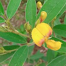 Image result for Cajanus cajan