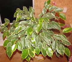Ficus benjamina, commonly known as weeping fig, benjamin fig or ficus tree, and often sold in stores as just ficus, is a species of flowering plant in the family moraceae, native to asia and australia. The Ultimate Ficus Benjamina Care Guide 101 Tips