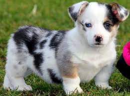 Auggie puppies (1/2 corgi + 1/2 mini aussie) 4 boys and 2. All About Auggie Dog Photos Behavior Trainability Puppy Price Health Facts