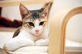 Maus have been clocked running more than 48 km/h (30 mph). Arabian Mau Cat Breed Information And Pictures Petguide