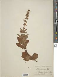 Image result for Coleus maculosus
