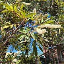 Image result for Cunonia capensis