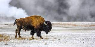 With bison you'll stay on top of your investments and be informed about the conditions of the crypto market. When The Bison Come Back Will The Ecosystem Follow Wired
