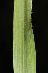 Image result for Elionurus platypus