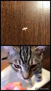 My 11 year old cat had lost a tooth so i got him a wellness exam. 5 Months Old Charlie Lost A Baby Tooth Whilst I Was Feeding Him Some Chicken