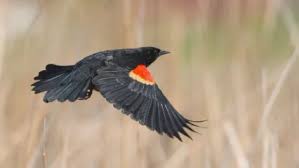 Red-winged Blackbird | Oklahoma Department of Wildlife Conservation