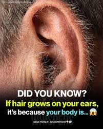Hair growth on ears indicates body issue