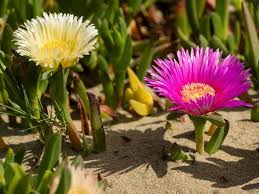 Image result for Carpobrotus