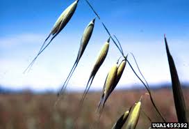 Image result for Avena byzantina