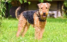 Enter the answer length or the answer pattern to get better results. 17 Dog Breeds With Curly Hair Curly Canines