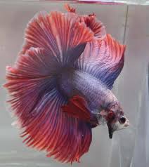 Jika ikan cupang termasuk ikan dari indonesia, ikan guppy yang berasal dari amerika tengah dan seiring berkembangnya jumlah peminat ikan guppy, jenis ikan ini berkembang sangat banyak. Catching Fish In The Neighbourhood Longkang Sparked A Passion That Led To His Career