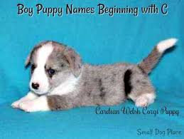 Celebrities whose first name starts with c discover the famous people whose name starts with c. Boy Puppy Names Beginning With C Small Dog Place