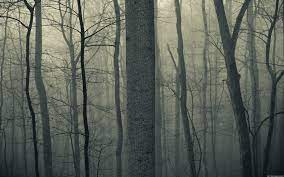 Find creepy woods pictures and creepy woods photos on desktop nexus. Nature Trees Forests Woods Trunk Haze Fog Mist Dark Bark Spooky Creepy Autumn Fall Seasons Wallpaper 1920x1200 24884 Wallpaperup